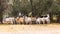 A herd of calves zebu cattle