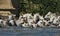 Herd of Camargue horses