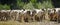 Herd of Camargue horses