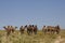 Herd of camel in Turkestan, Kazakhstan.