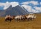 Herd camels against mountain. Altay mountains