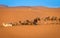 Herd of camels and Berber guide, Merzouga, Morocco