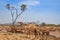 A herd of camels cools in the river on a hot summer day. Kenya, Ethiopia.