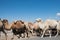 Herd of camels crossing the street