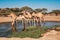 A herd of camels drinking water at Kalacha Oasis in North Horr, Kenya