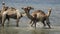A herd of camels drinks water from a small rain lake in the steppe on a hot summer day. Mongolian landscape.