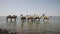 A herd of camels drinks water from a small rain lake in the steppe on a hot summer day. Mongolian landscape.