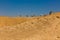 Herd of Camels Dromedarys in desert negev Israel