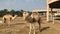 A herd of camels on the farm.