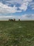 Herd of camels in a field against the sky