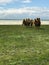 Herd of camels in a field against the sky