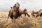 Herd of camels grazing in the field