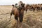 Herd of camels grazing in the field