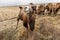 Herd of camels grazing in the field