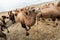 Herd of camels grazing in the field