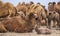 A herd of camels looking at the camera