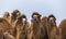 A herd of camels looking at the camera