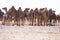 Herd of camels on moroccan sahara, Camels in the moroccan desert.