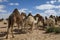 Herd of camels on moroccan sahara, Camels in the moroccan desert.
