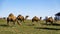 Herd of camels in Pennsylvania