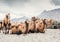 Herd of camels on the sands of Nubra valley, India