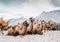 Herd of camels on the sands of Nubra valley, India