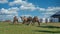 Herd of Camels seen in Dutch Pennsylvania on a Amish Farm