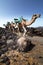 Herd of camels walking in line through volcanic terrain