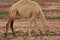 A herd of camels wandering through the deserts of eastern Jordan during the desert flowering. Camels looking for food on dry hard