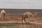 A herd of camels wandering through the deserts of eastern Jordan during the desert flowering. Camels looking for food on dry hard