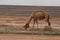 A herd of camels wandering through the deserts of eastern Jordan during the desert flowering. Camels looking for food on dry hard