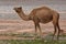 A herd of camels wandering through the deserts of eastern Jordan during the desert flowering. Camels looking for food on dry hard