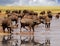 Herd of Cape Buffalo drinking from Lake Kariba with good reflection in Zimbabwe, Southern Africa