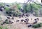 Herd of Cape Buffalo moving through bush