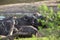 Herd of Cape buffalo, Syncerus caffer