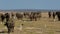 Herd of Cape Buffalo Walking Forward in Africa