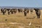 Herd of Cape Buffalo Walking Forward Through Field