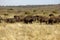 Herd of Cape Buffalos