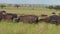 Herd of cape buffalos migration in Serengeti