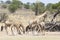 Herd of Cape or South African Giraffe Giraffa camelopardalis giraffa Kgalagadi Transfrontier Park, Kalahari, Northern Cape,