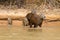 Herd of Capybara from Pantanal, Brazil