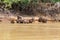 Herd of Capybara from Pantanal, Brazil