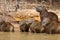 Herd of Capybara from Pantanal, Brazil