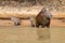 Herd of Capybara from Pantanal, Brazil