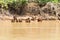 Herd of Capybara from Pantanal, Brazil