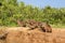 Herd of Capybara on Riverbank