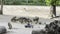 Herd of capybaras eating in a corral under a tree