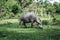 Herd of carabaos grazing in the farm