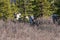 Herd of caribous grazing in a dry field in Denali National Park, Alaska