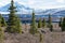 Herd of caribous grazing in a dry field in Denali National Park, Alaska